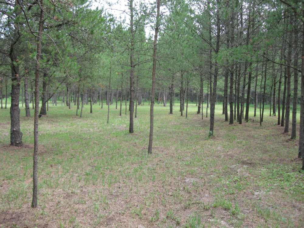Naturist Legacy History: Gallery 33/10...The meadows in the middle of summer