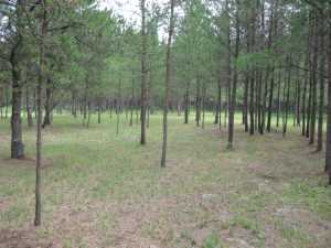 Naturist Legacy History: Gallery 33/10...The meadows in the middle of summer